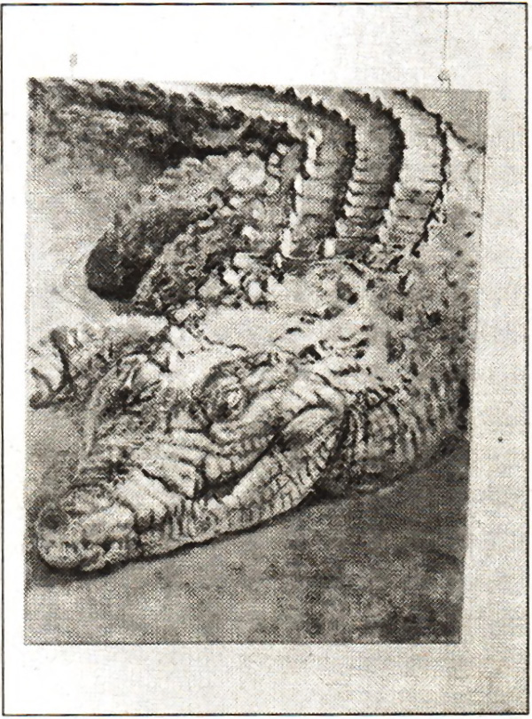 Kurt Sommer präsentiert sein Krokodil unter dem Titel «z. B. Lacoste» in der Weihnachtsausstellung 1999 der Burgdorfer Galerie Bertram. (Foto: Eva Buhrfeind)