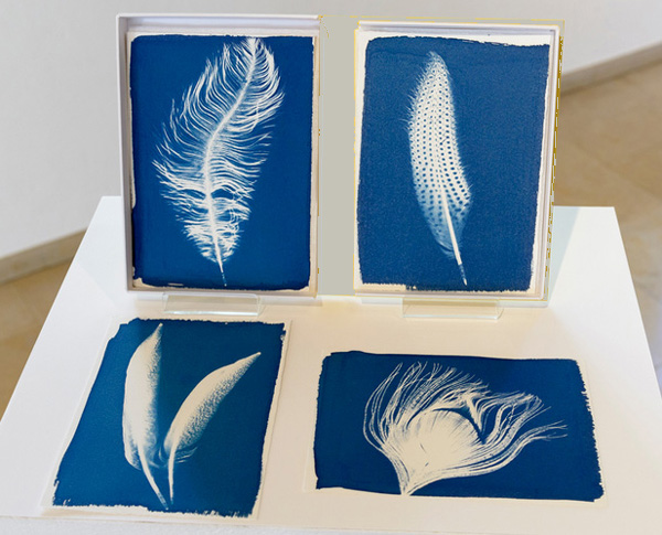Federleicht (Cyanotypien) in der Ausstellung SchattenwurfSchatten in der Trotte Arlesheim 2016.
